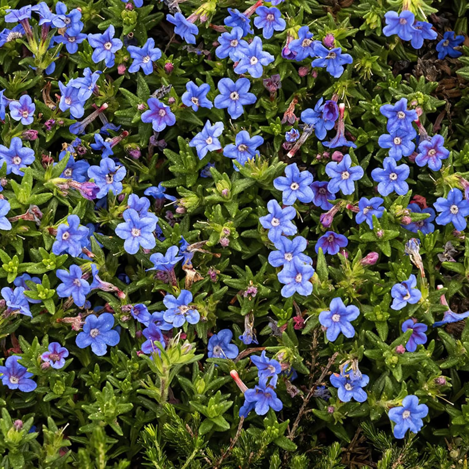 Glandora Diffusa Seeds Growing as Hardy Perennial Ground Cover for Gardens
