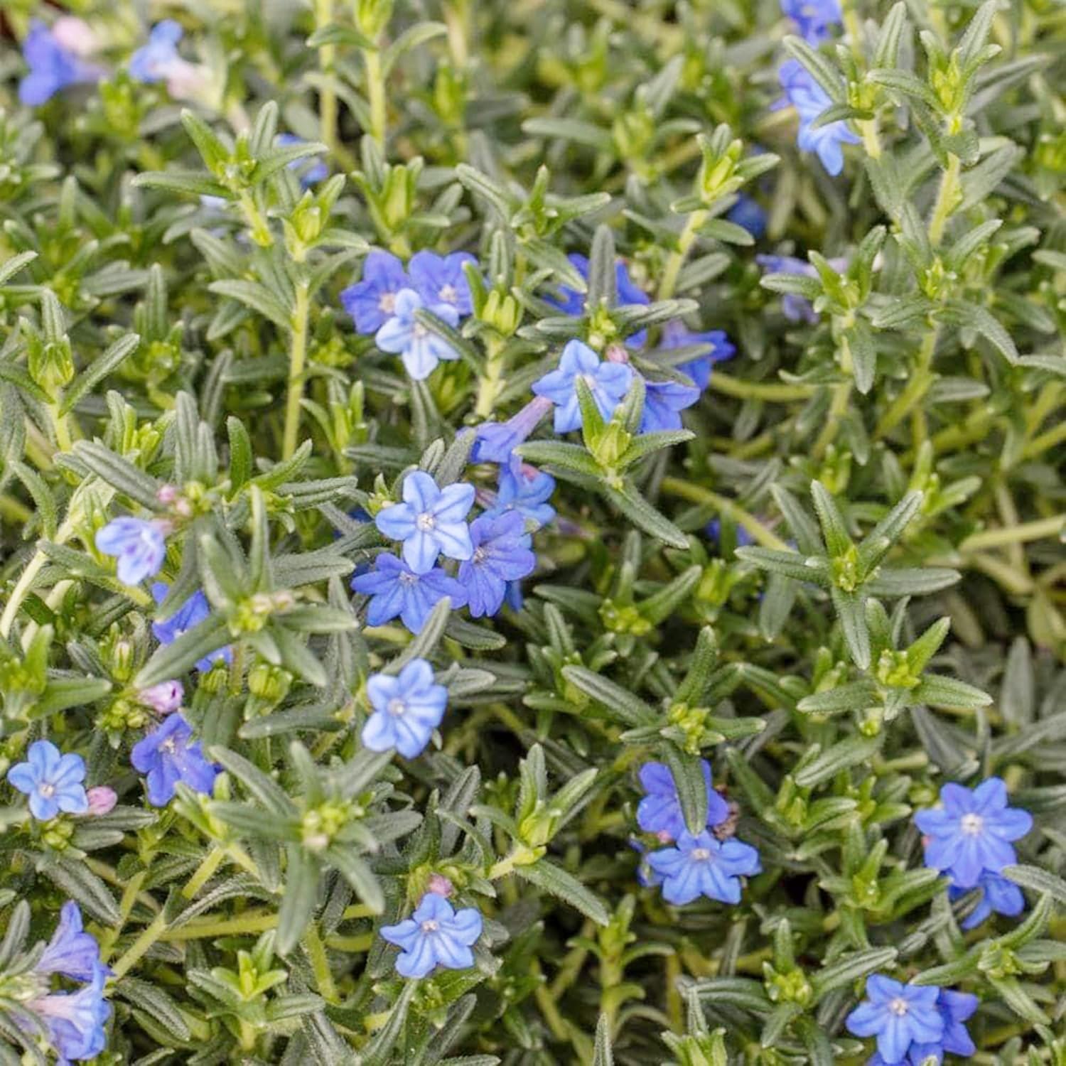 Glandora Diffusa Seeds in Rock Garden – Hardy Blue Flowering Ground Cover
