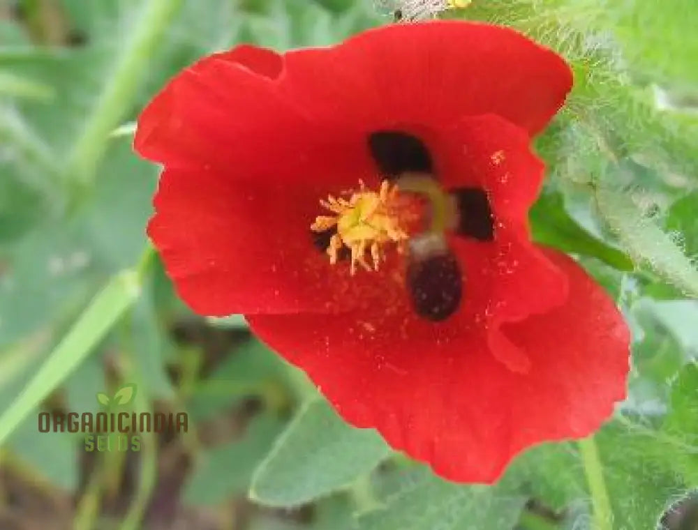 Premium Glaucium Corniculatum Flower Seeds for Hardy Garden Planting