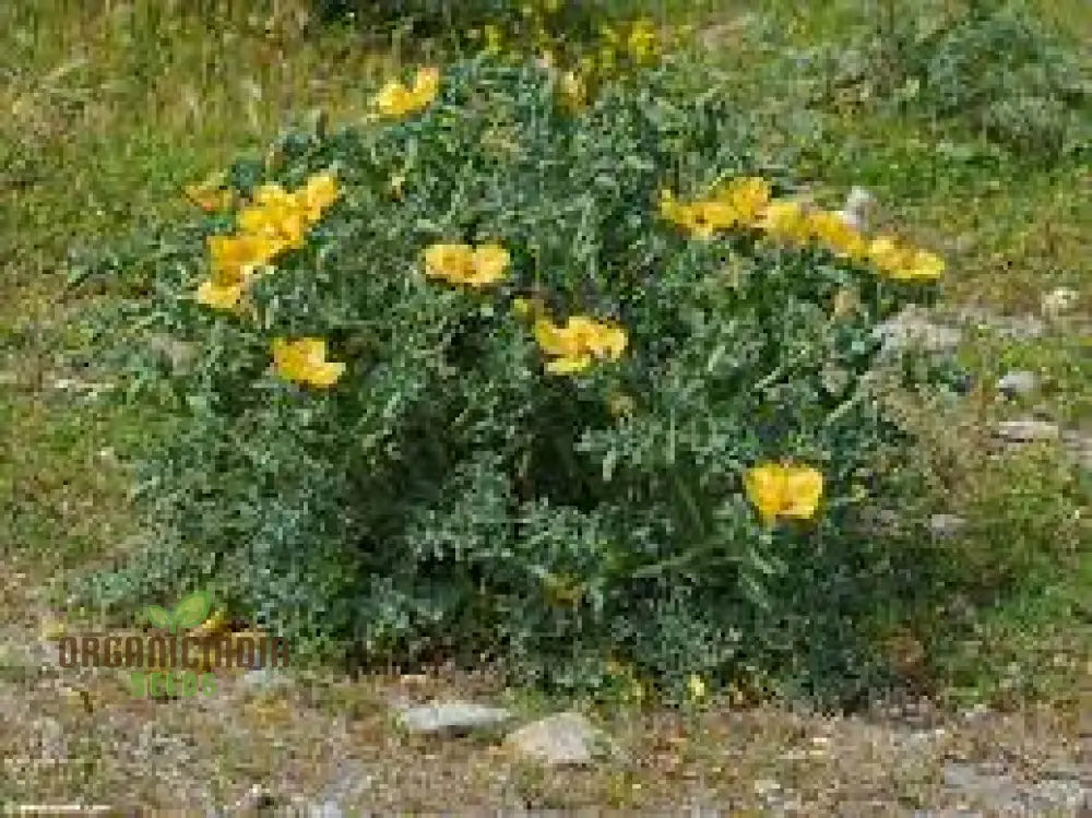 Glaucium Flavum Seeds - Yellow Horned Poppy For Gardening Enthusiasts: Exquisite Flowers And Easy