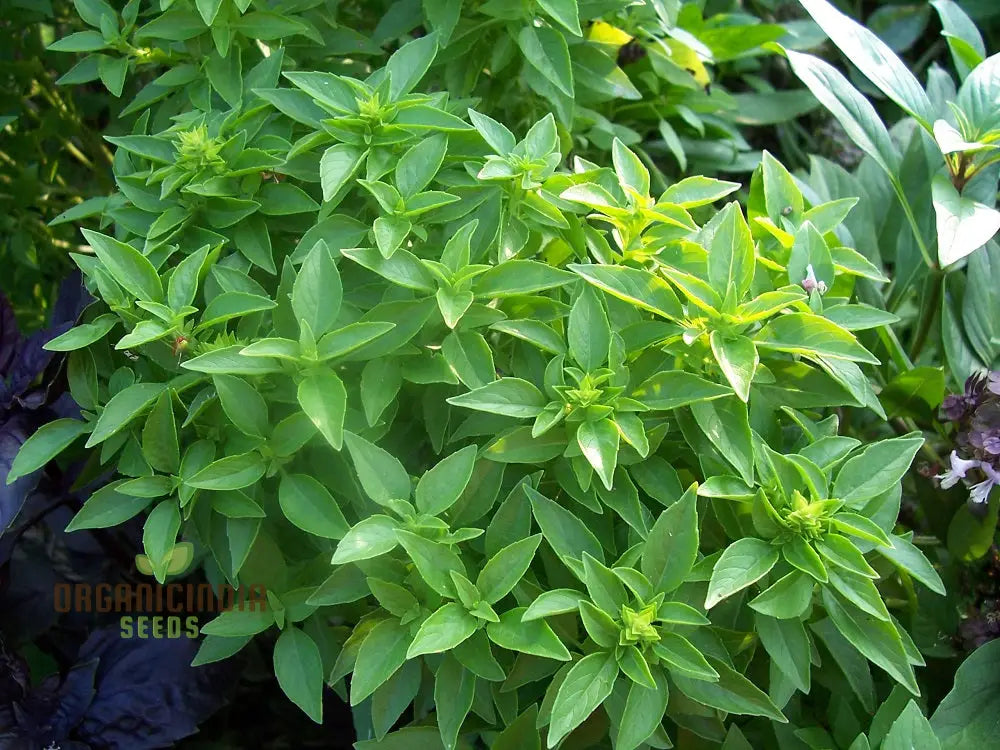 Globe Basil Growing in Containers for Kitchen Use