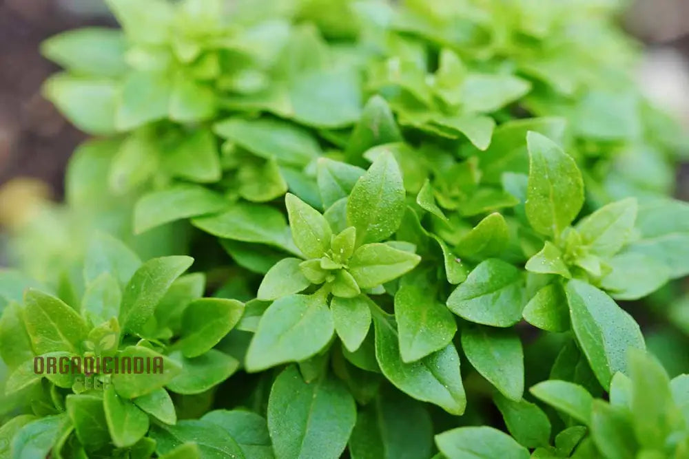 Globe Basil Seeds for Planting Compact Aromatic Herb