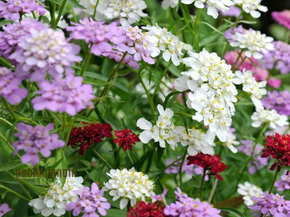 Globe Candytuft Mix Seeds - Colorful Blooms For Your Garden Planting