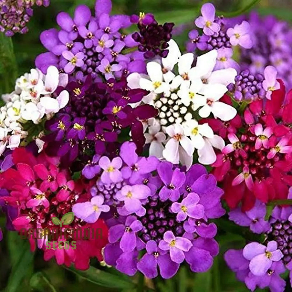 Globe Candytuft Mix Seeds - Colorful Blooms For Your Garden Planting