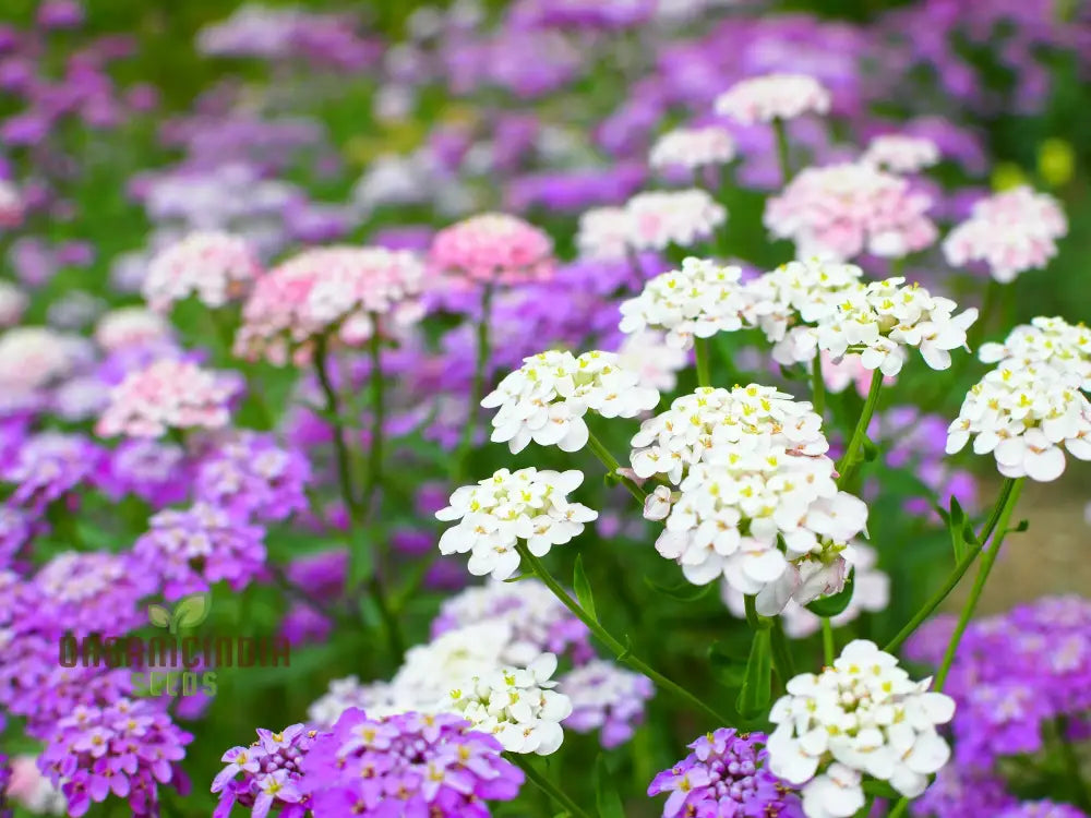 Globe Candytuft Mix Seeds - Colorful Blooms For Your Garden Planting