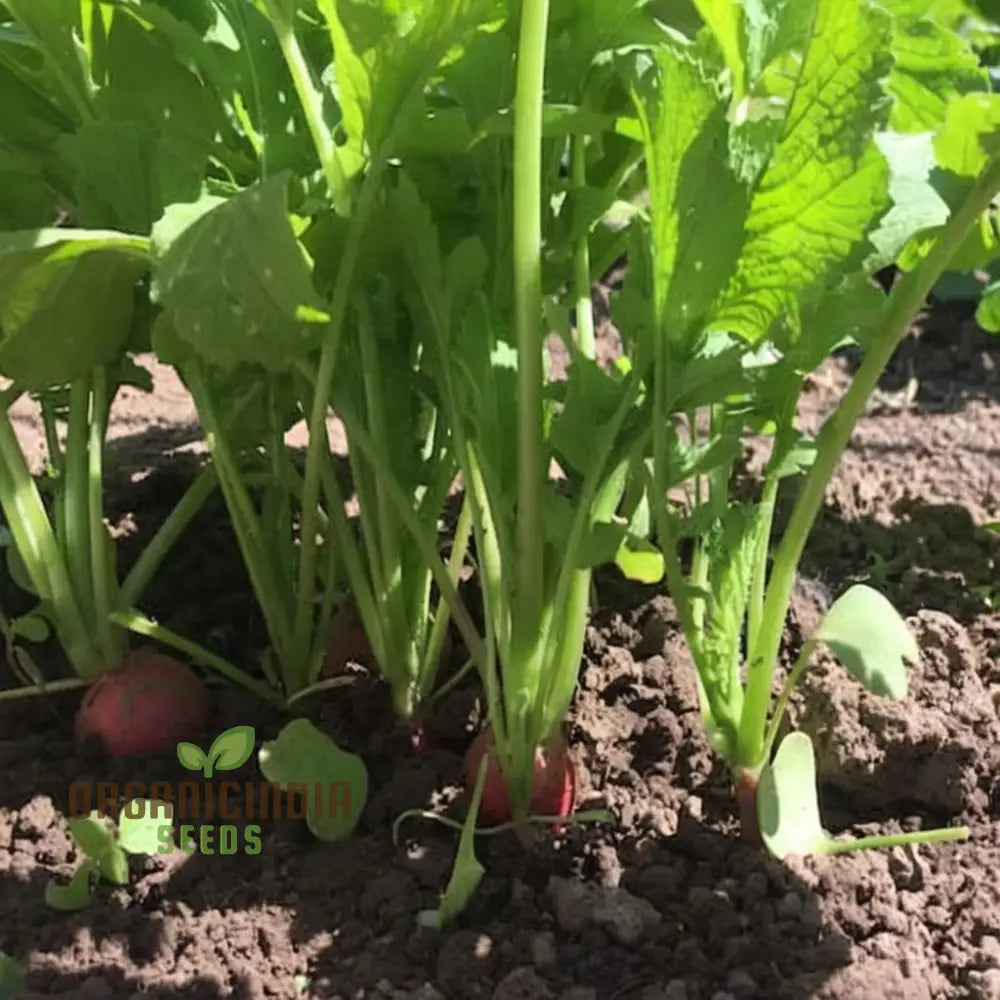 Mature Globe Sparkler Radish Plant from Seeds, Crisp and Aromatic Roots