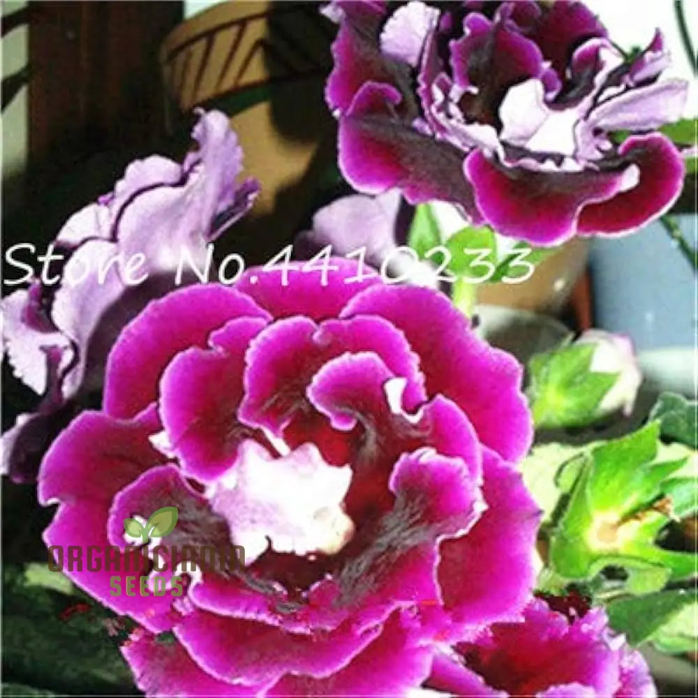 Gloxinia flower seeds vibrant indoor blooming plant