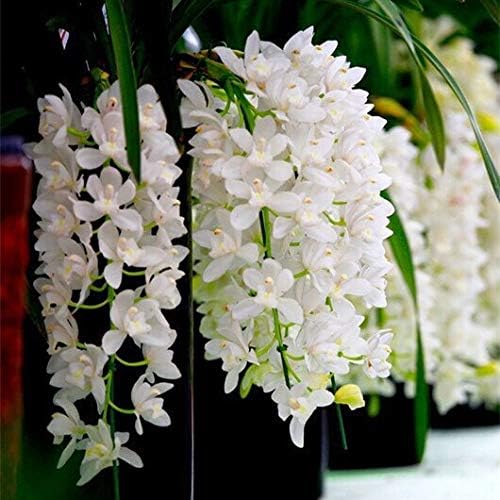 Goeringii Orchid Seeds with High Germination for Gardeners