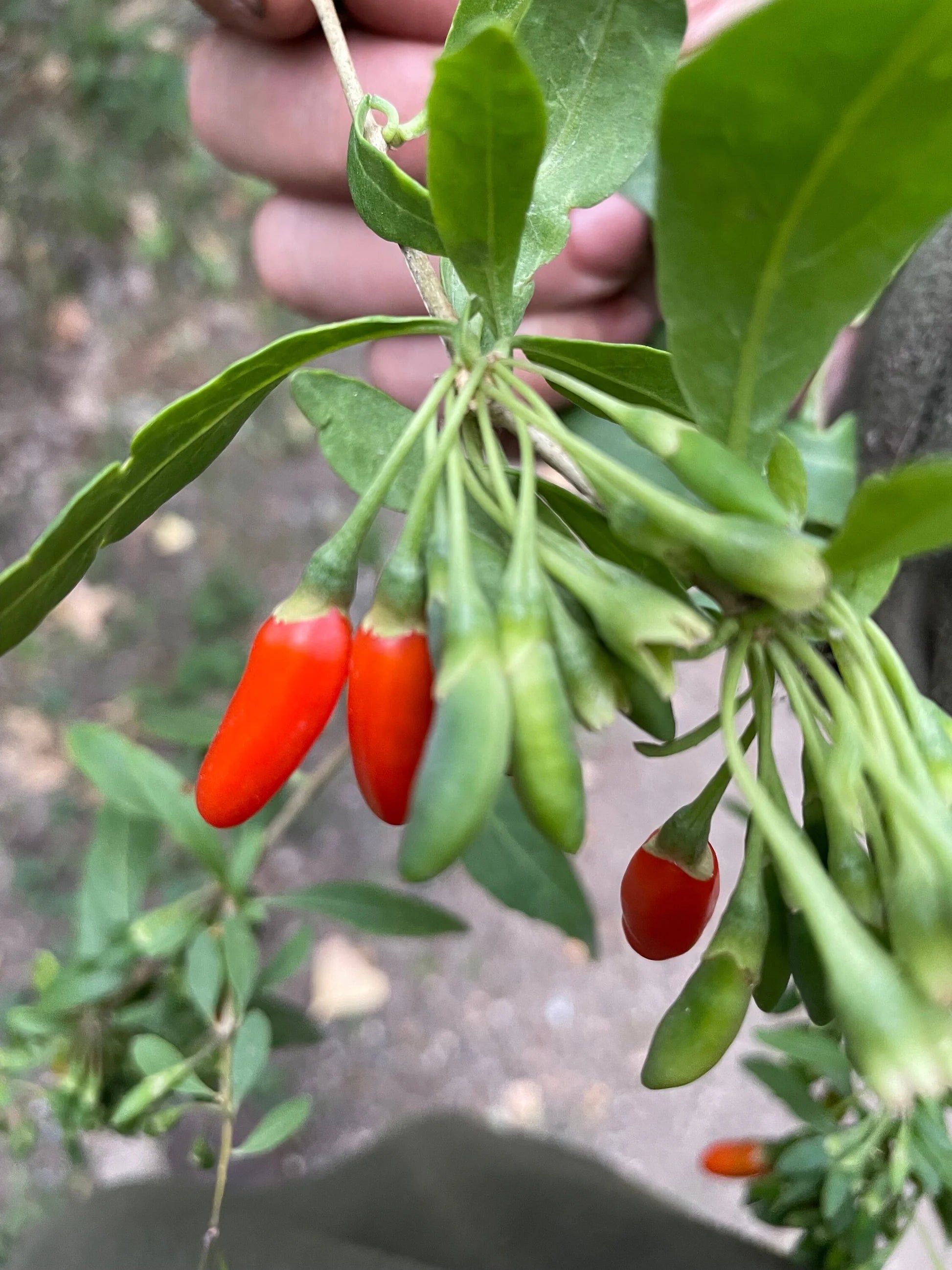Red Goji Berries Growing on Branch