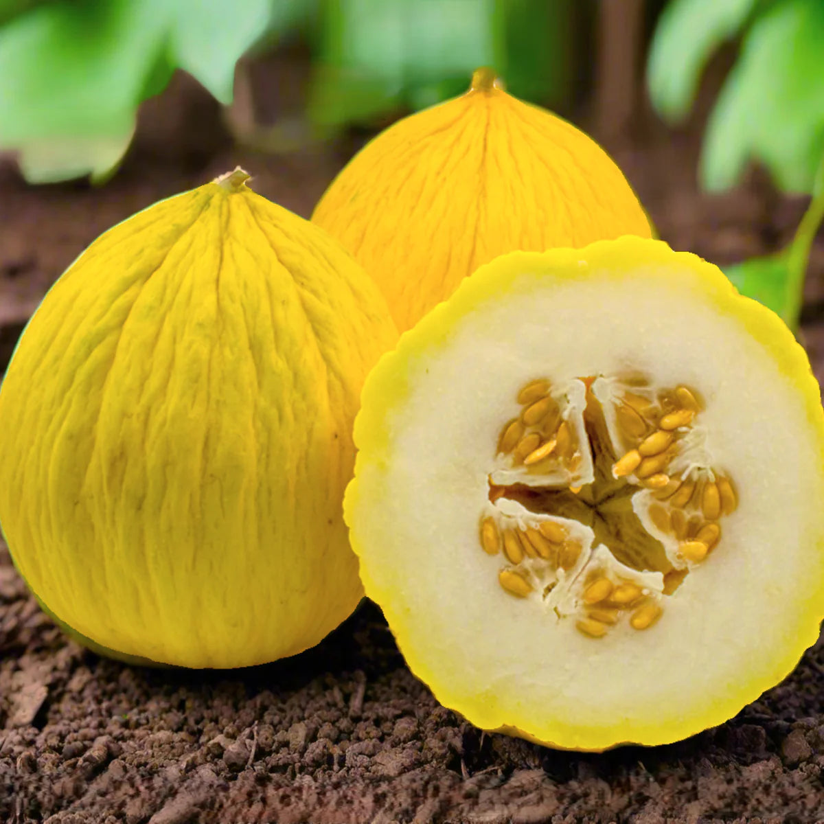 Golden Beauty Casaba melon seeds non GMO
