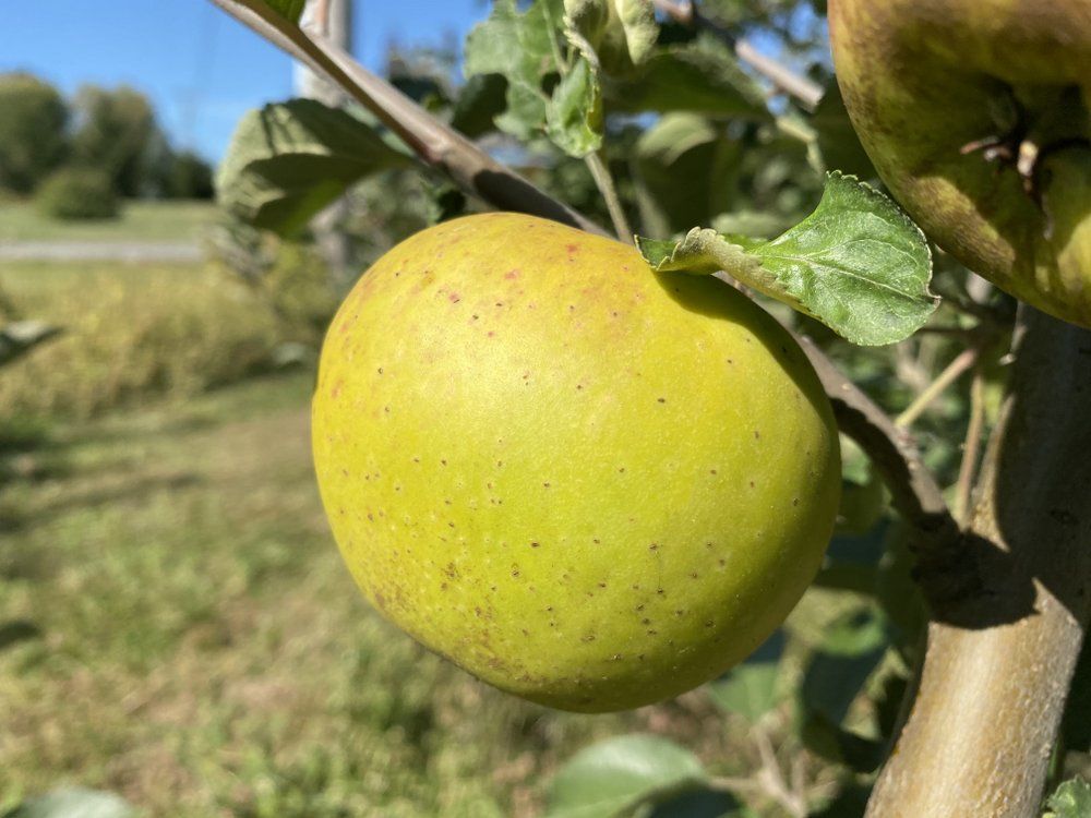 Golden-brown russet apple tree in garden