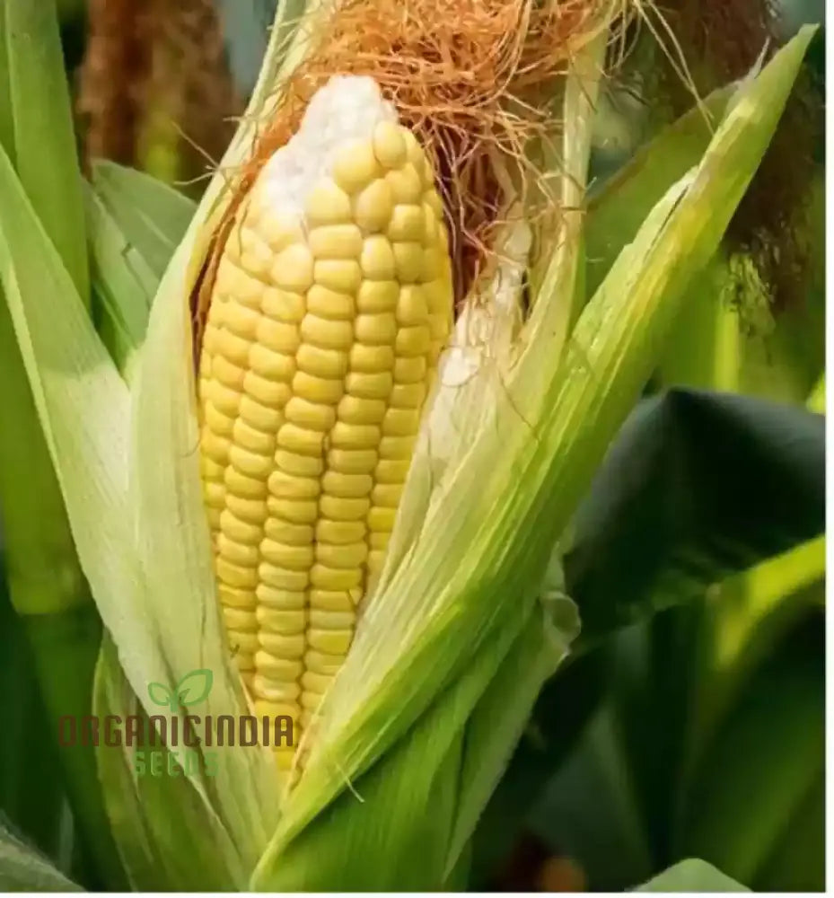 Golden Common Corn Seeds for Planting, High-Yield Home Garden Seeds