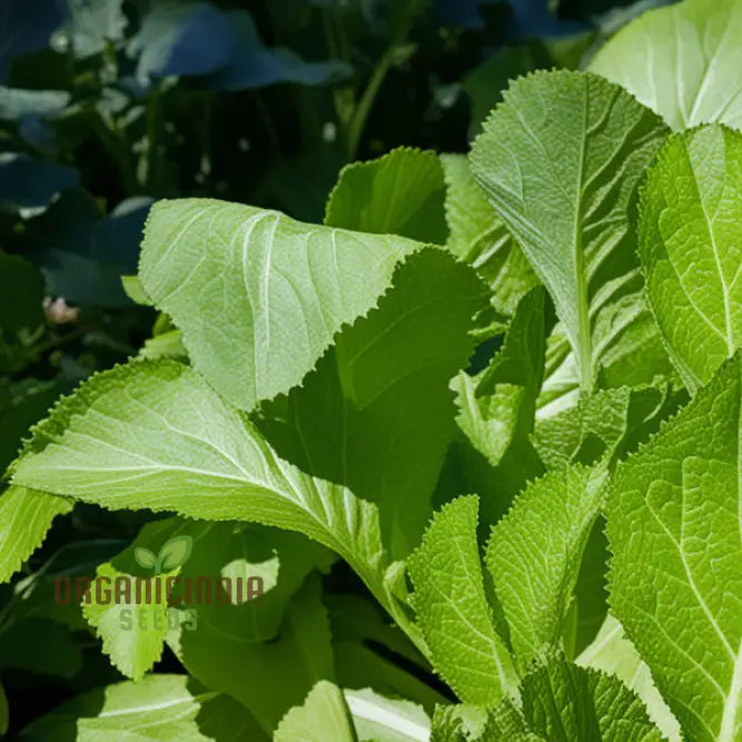 Golden Harvest Delight Mustard Green Seeds for Home Garden, Easy-to-Grow Leafy Greens
