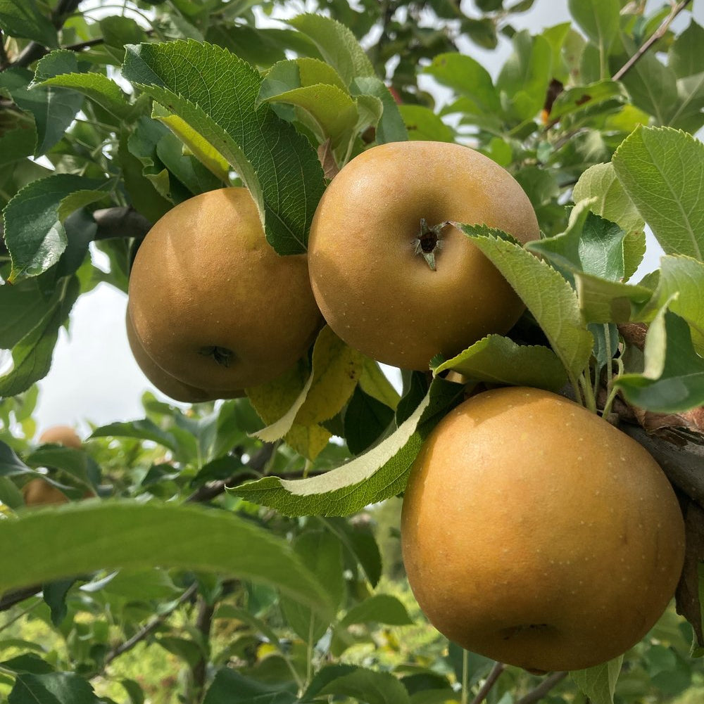 Golden Russet Apple seeds for planting in home orchard