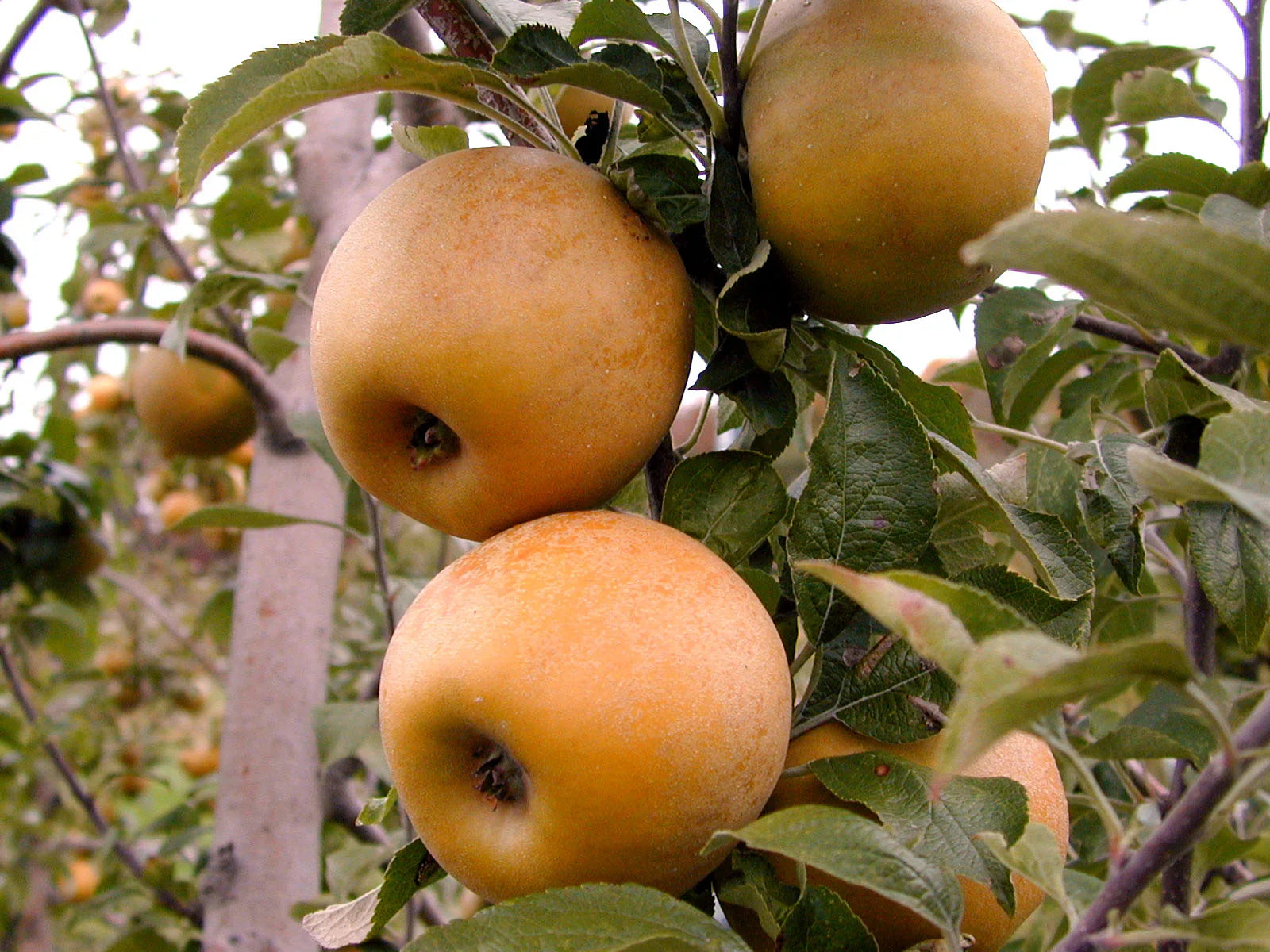 Golden Russet Apple tree growing in garden