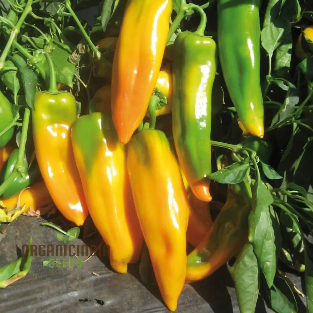Golden Sweetness: Planting And Growing Organic Corno Di Toro Giallo Peppers For A Vibrant Flavorful