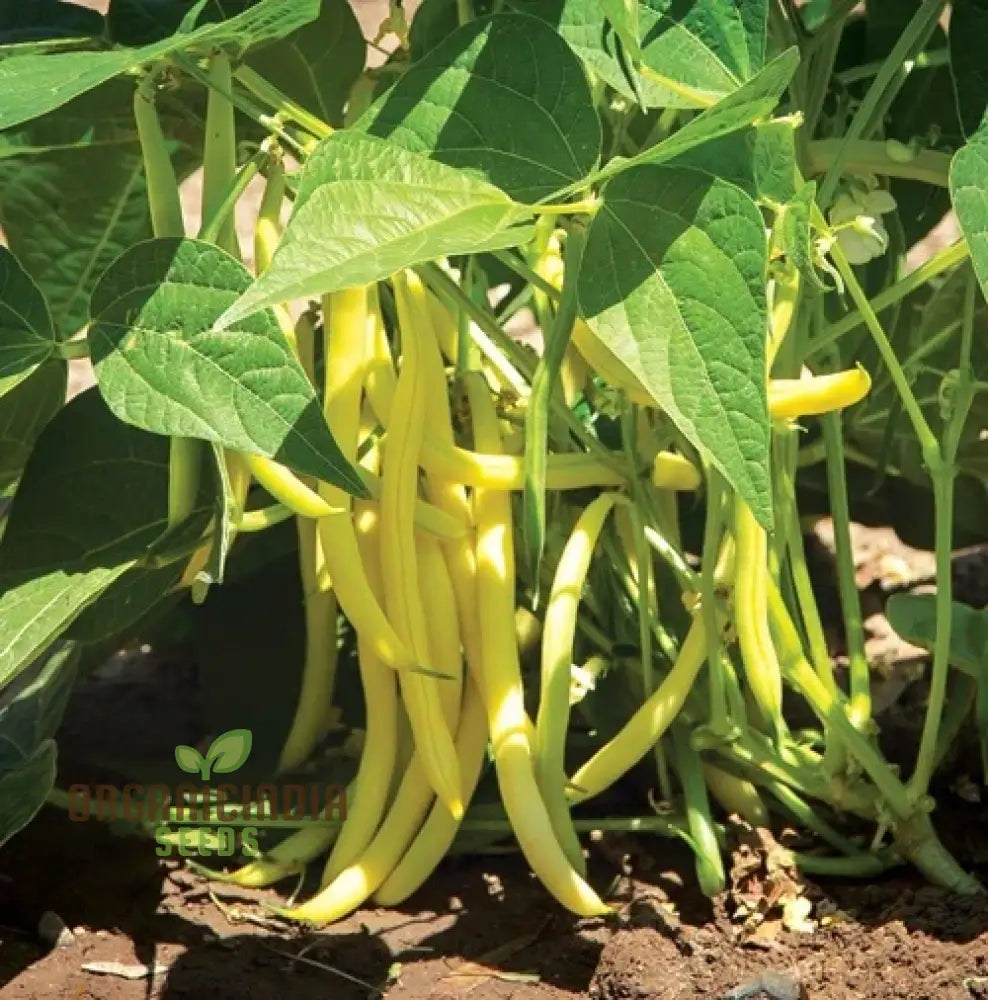 Goldfield Bean Seedlings Growing, Easy-to-Grow French Bean Seeds