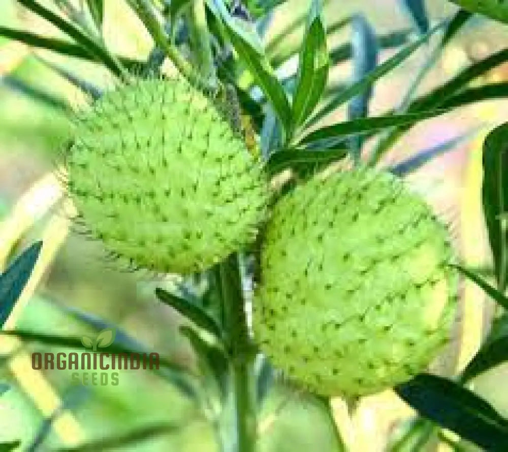 Gomphocarpus Physocarpus Seeds For Unique Gardening - Ideal Garden Enthusiasts Looking To Add