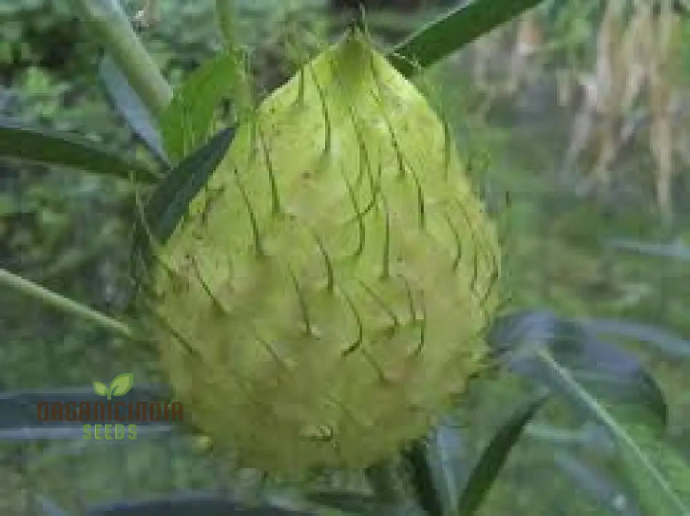 Gomphocarpus Physocarpus Seeds For Unique Gardening - Ideal Garden Enthusiasts Looking To Add