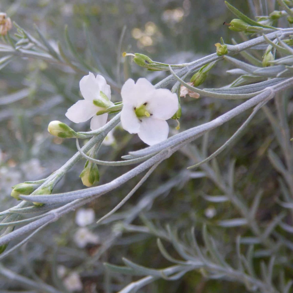 Gomphostigma Virgatum seeds growing into healthy seedlings