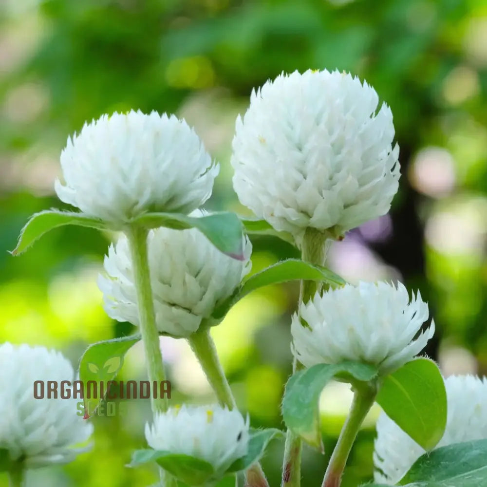 Gomphrena White Flower Seeds Premium For Stunning Blooms Perfect Planting & Gardening Enthusiasts