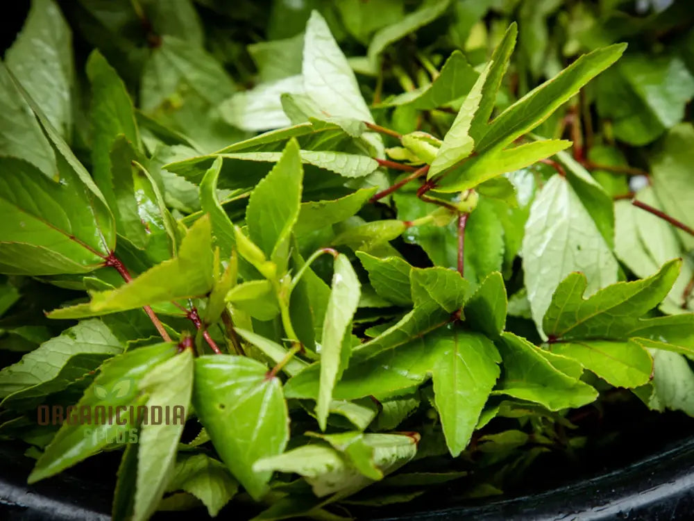 Gongura Plant Growing in Container, Kitchen Garden Leafy Vegetable Seeds