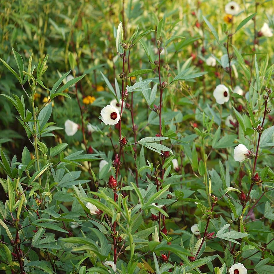 Mature Gongura Plant with Tangy Leaves, High-Quality Vegetable Seeds