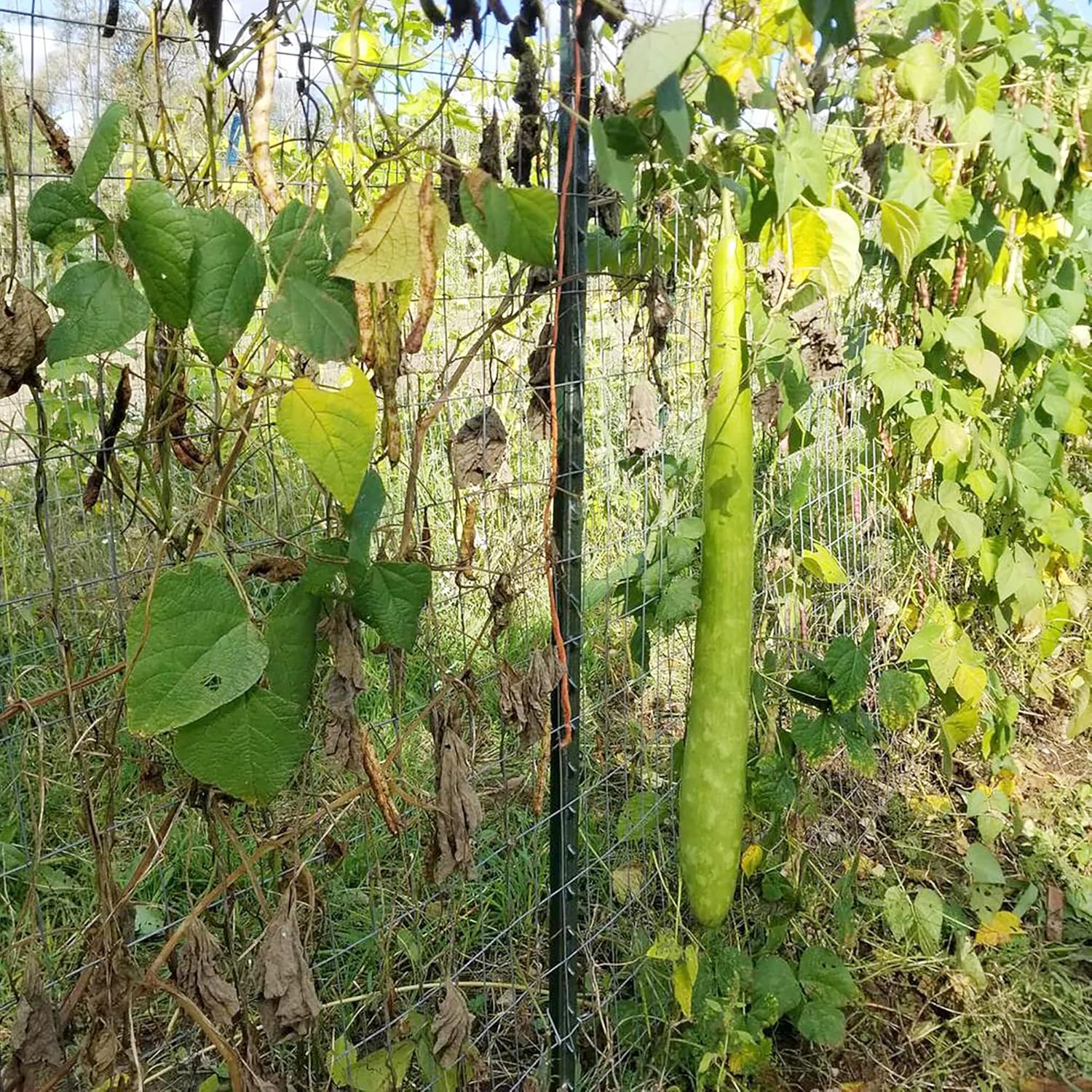 Harvested Cucuzzi Gourds from Seeds, Long and Tender Edible Vegetables