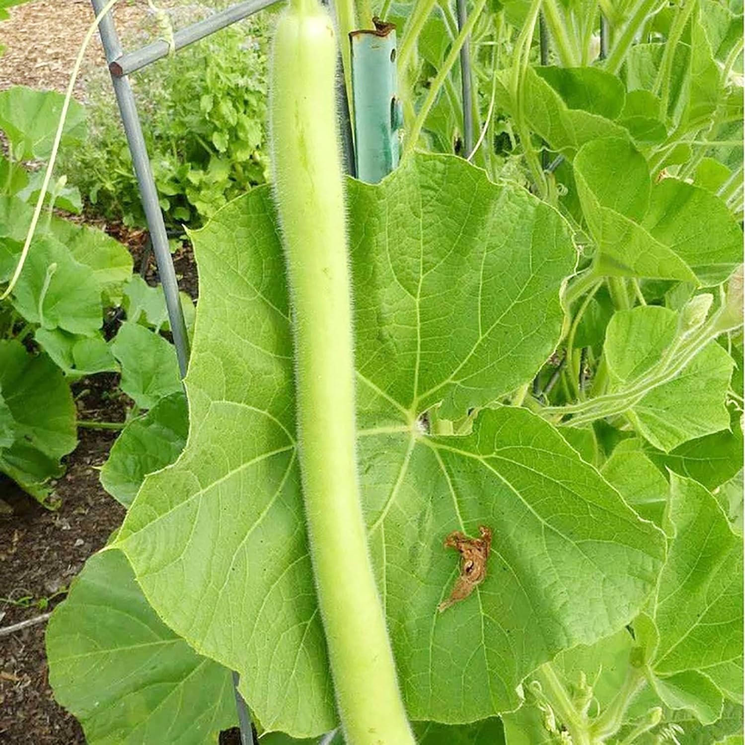 Cucuzzi Gourd Plants Growing in Garden Bed from Seeds, Italian Vegetable Garden