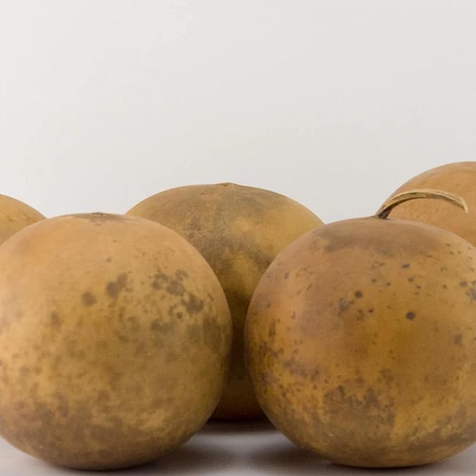 Cannonball Gourd Seeds for Outdoor Trellis, Decorative and Edible Gourds