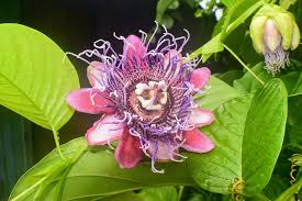 Lush Foliage of Giant Granadilla Passion Flower Vine