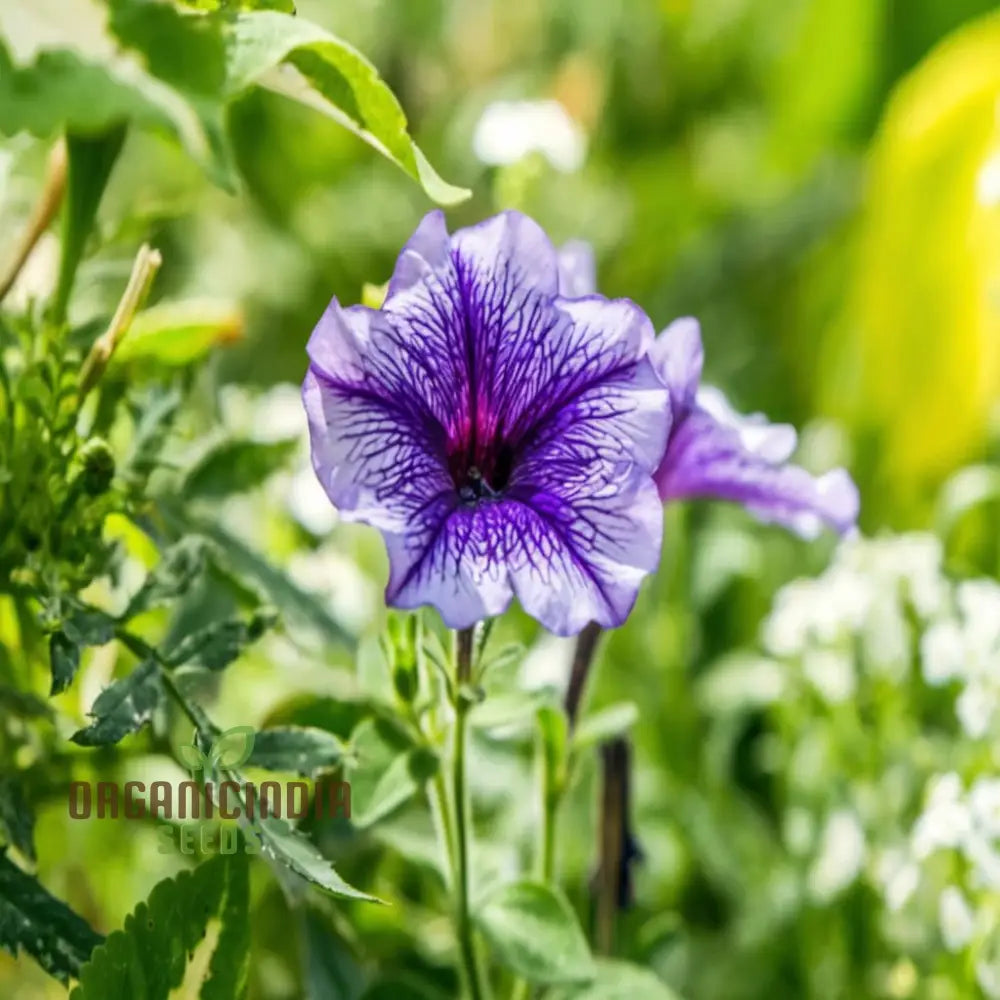 Grandiflora Purple Petunia Seeds for Bold Colorful Gardens