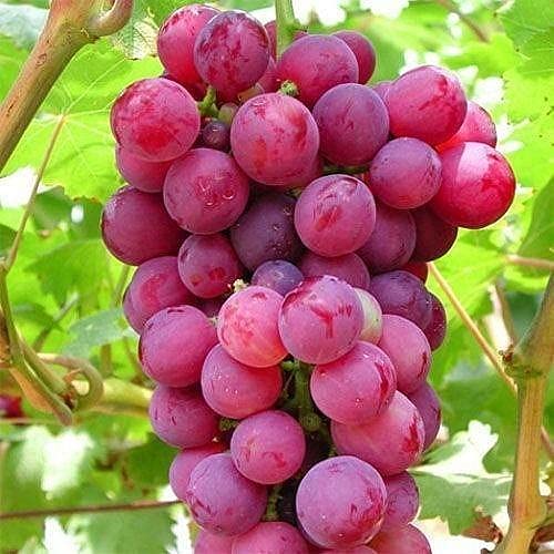 Germination and Planting Guide for Red Globe Grape Seeds