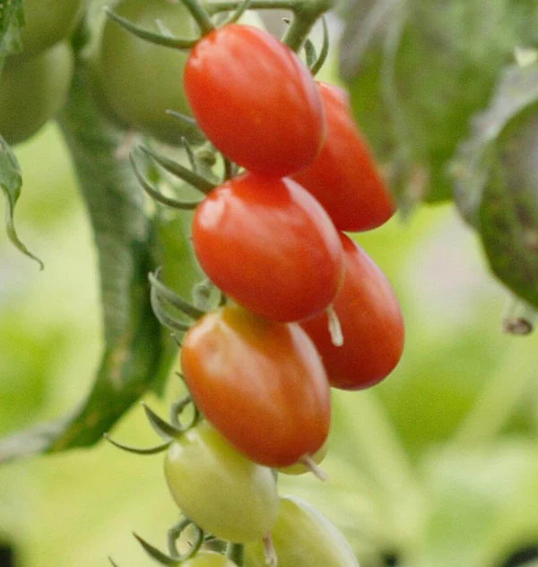 Grape Tomatoes on Vine Heirloom Sweet Juicy Fruits