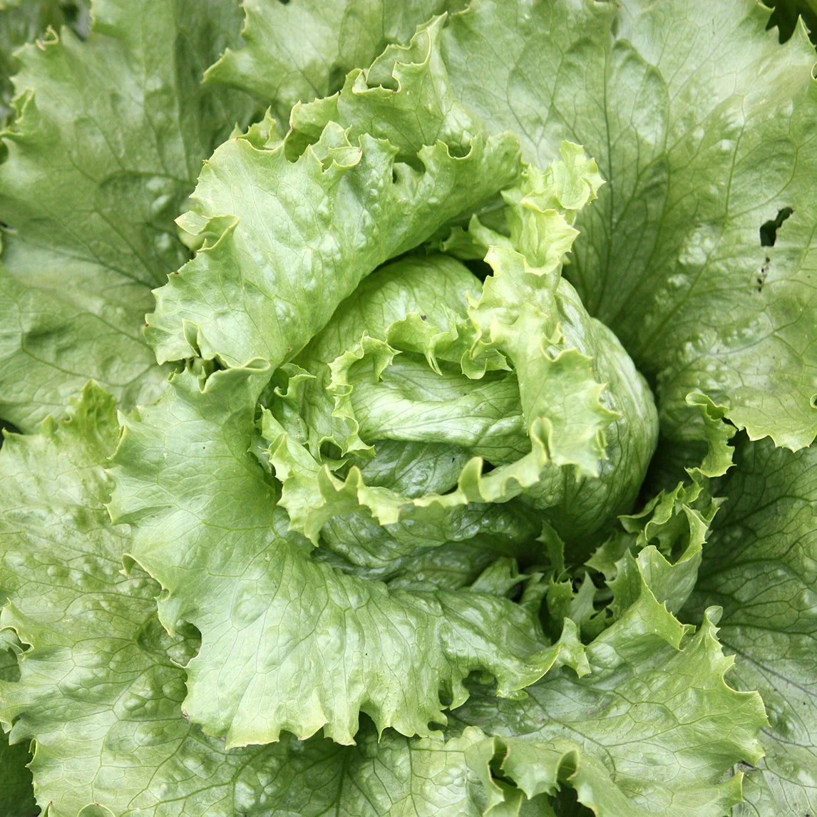 Mature Great Lakes Lettuce Plant from Seeds, Fresh Leaf Greens