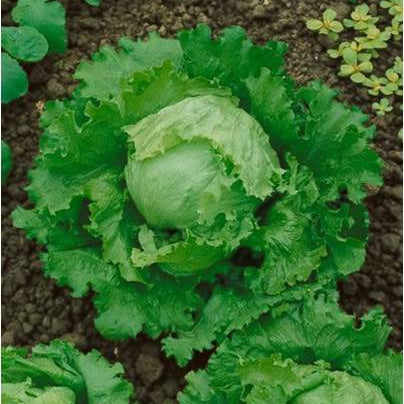 Great Lakes Lettuce Seedling from Seeds, Easy-to-Grow Garden Lettuce