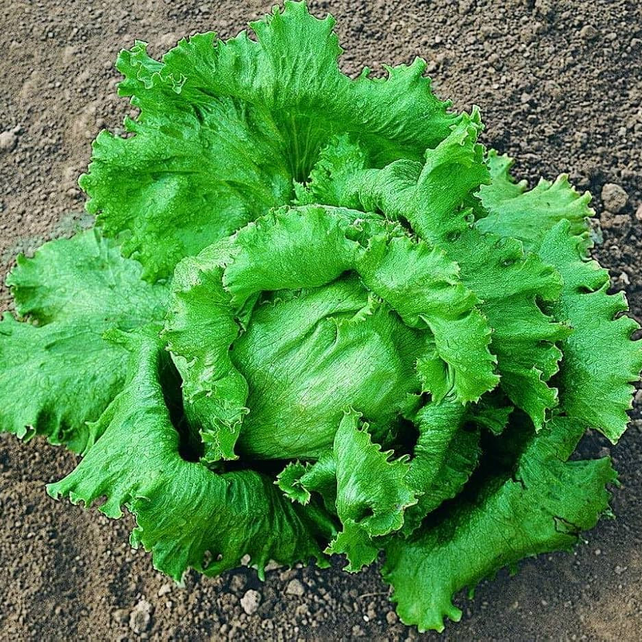 Great Lakes Lettuce Seeds for Home Gardens, Heirloom Crisp Leaf Greens