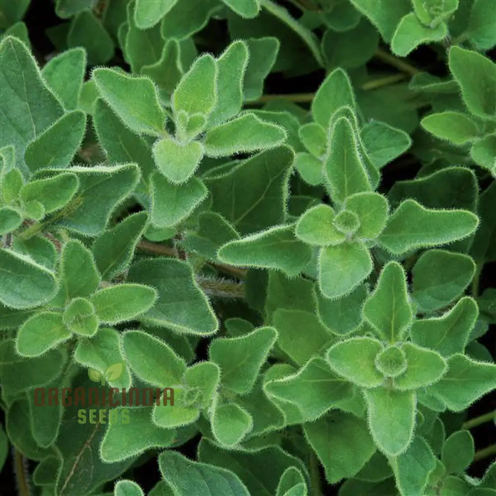 Greek Oregano Seeds for Aromatic Herb Gardening