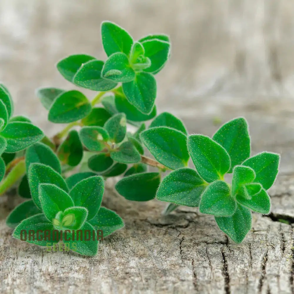 Greek Oregano Seeds for Planting in Herb Gardens