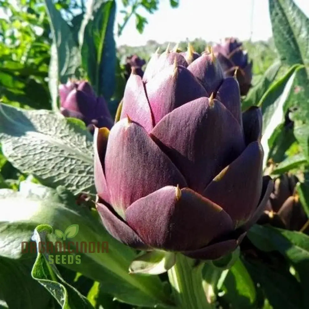 Tender Green Artichoke Buds from Seeds, Home Garden Variety