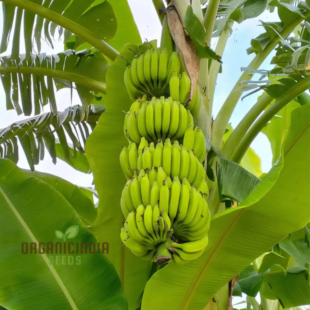Green Banana Tree Seeds for Planting – Grow Tropical Banana Plants