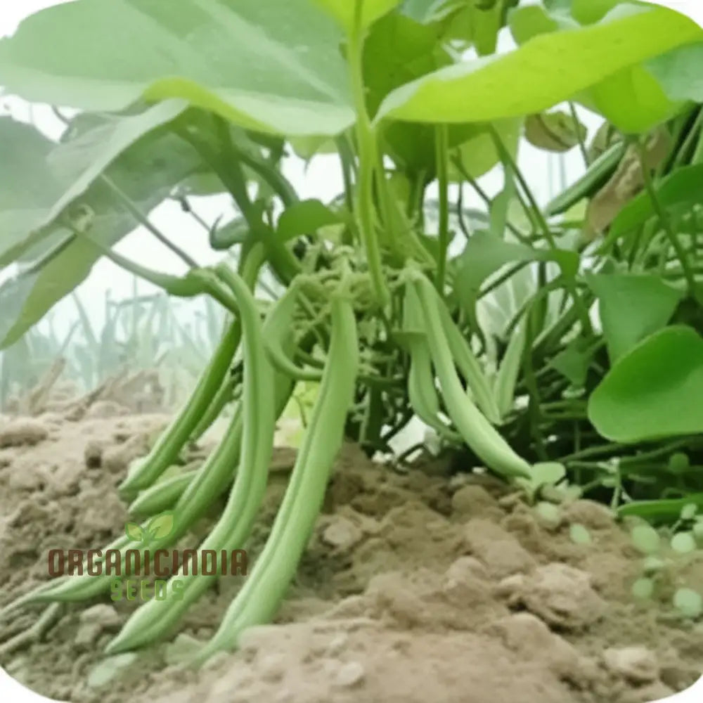 Harvested Green Beans from Premium Seeds, Home Garden Vegetables
