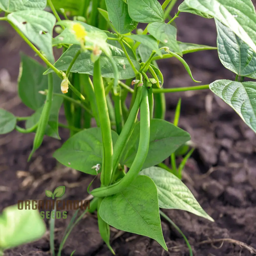 Mature Green Bean Plant with Bountiful Pods from Seeds