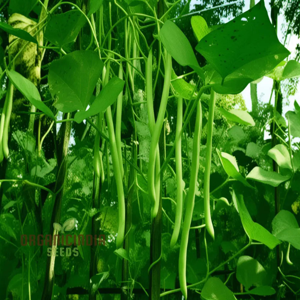 Premium Green Bean Seeds for Planting, High Yield Vegetable Seeds