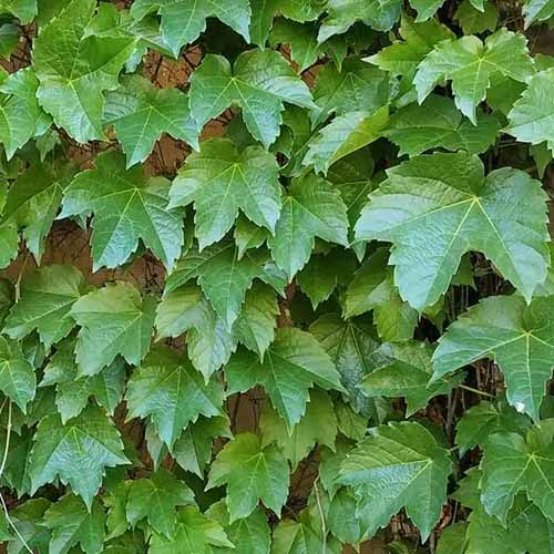 Green Boston Ivy Seeds for Planting Fast Growing Climbing Vine