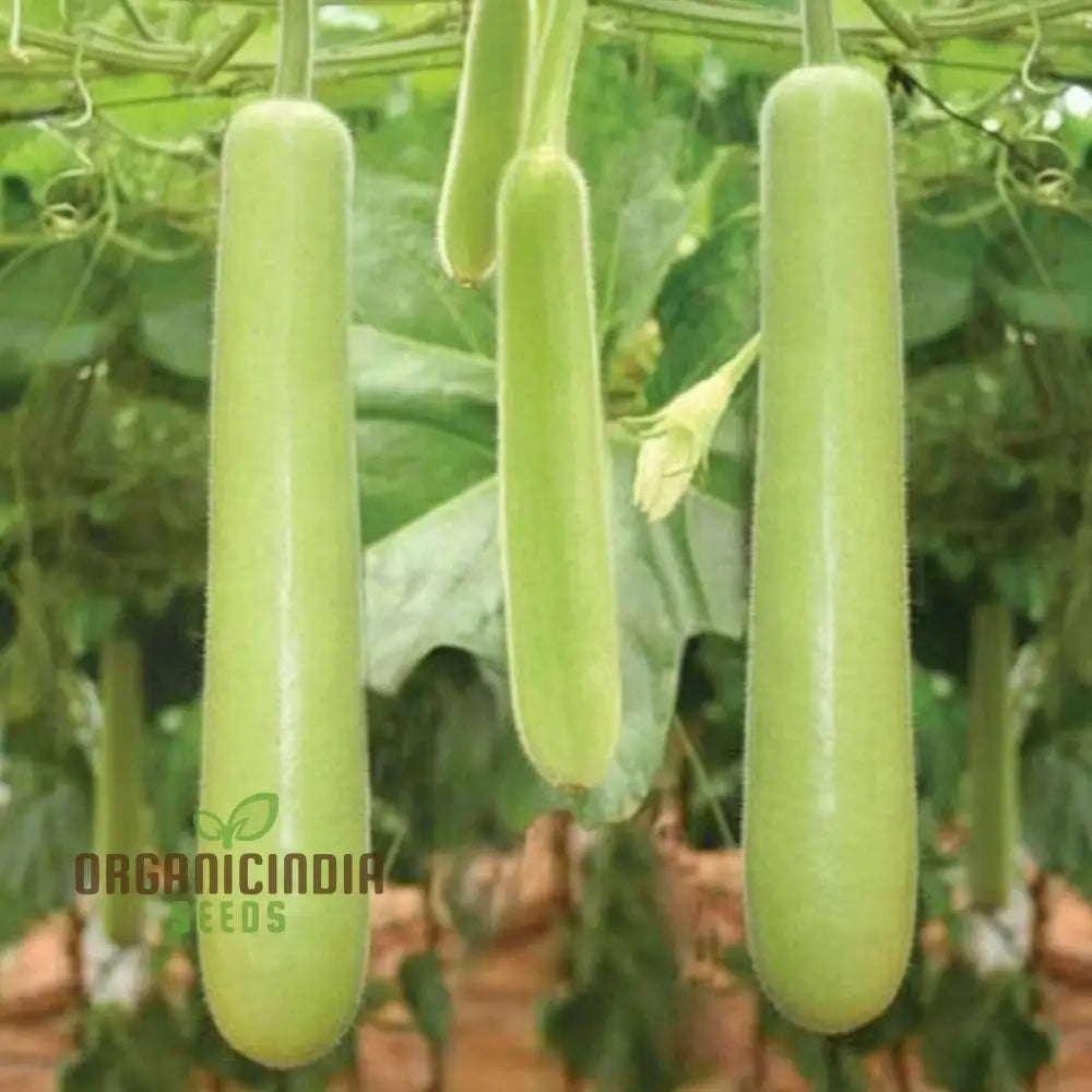 Green Bottle Gourd Seeds for Planting, Non-GMO Fast-Growing Vegetable Seeds