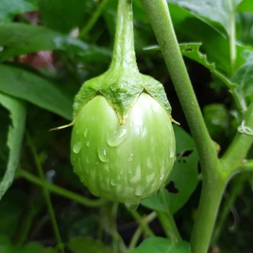 Homegrown Organic Green Brinjal Eggplants Harvested from Seeds