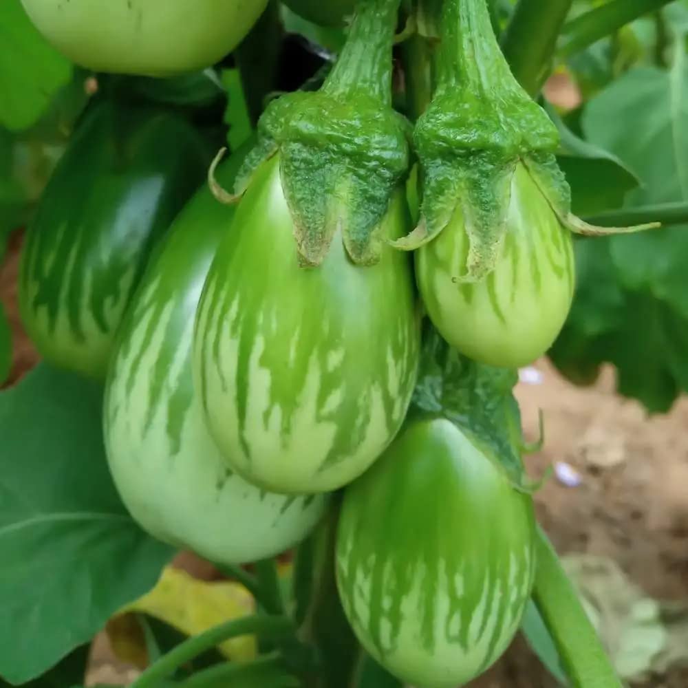Healthy Green Brinjal Eggplant Plant Grown from Organic Seeds