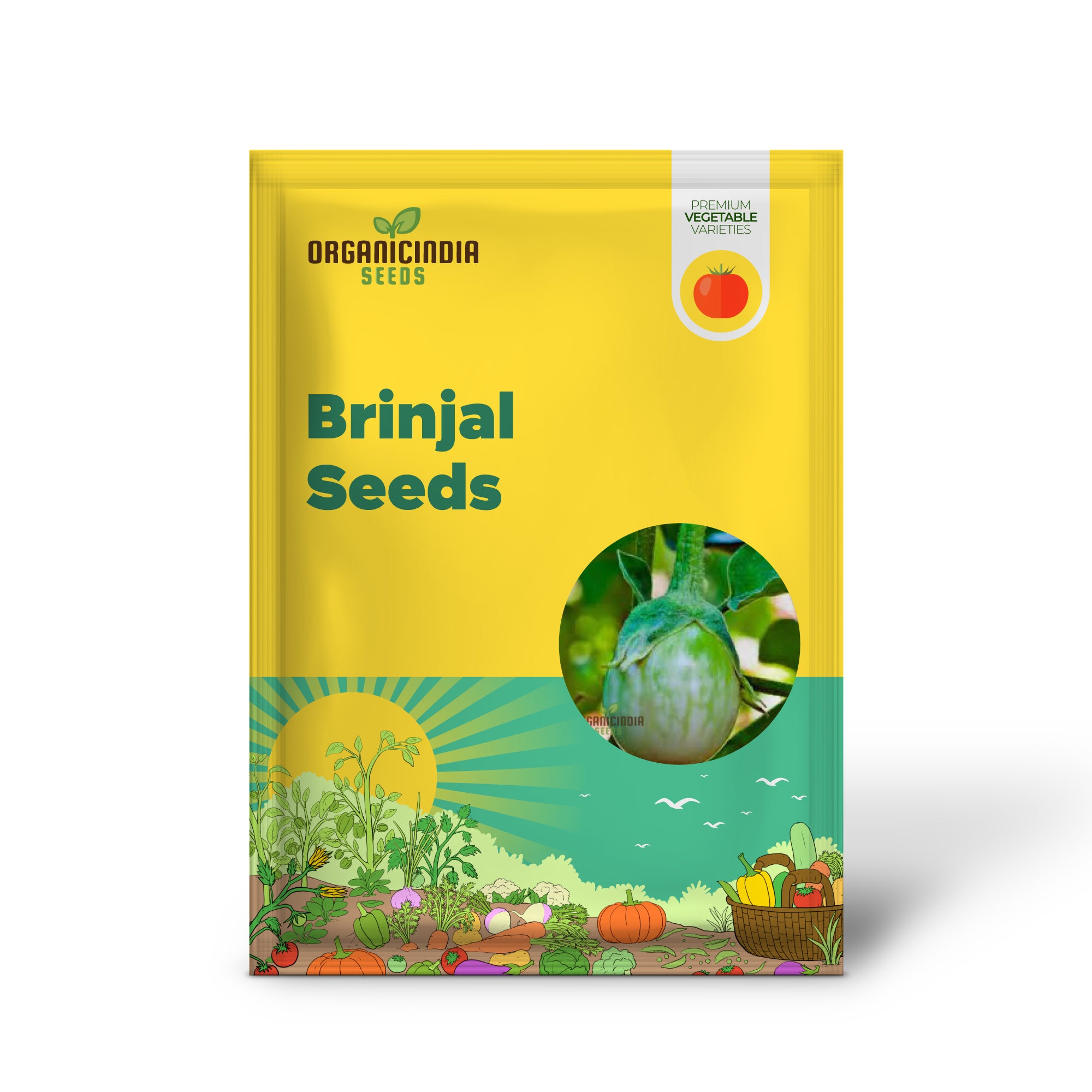 Green Brinjal Eggplant Seedlings Growing from Organic Seeds