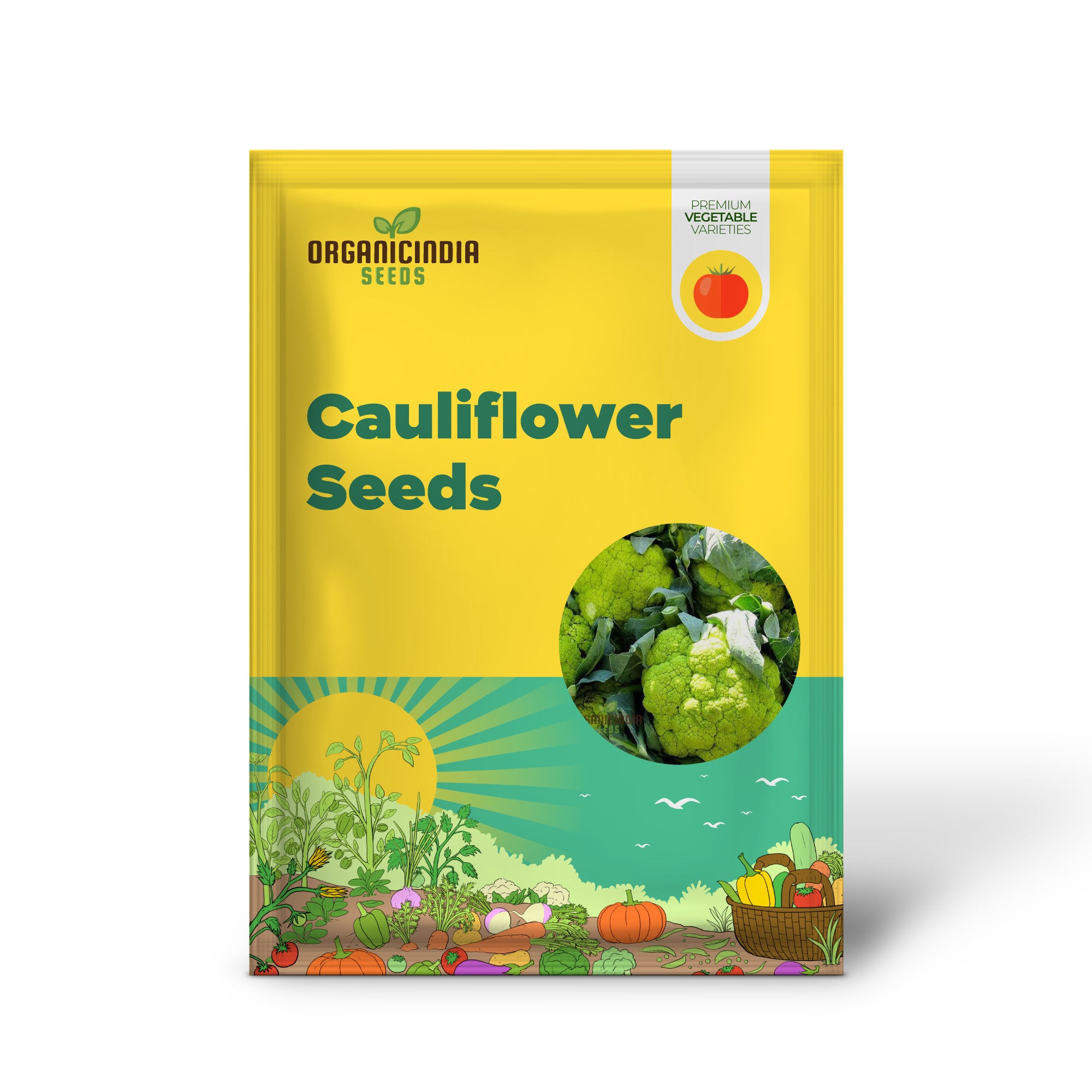 Green Cauliflower Seedlings Growing in Garden